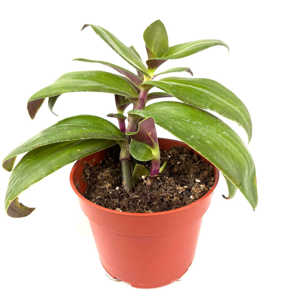 Tradescantia Green Nanouk Green and Purple Houseplants, 4" Pot