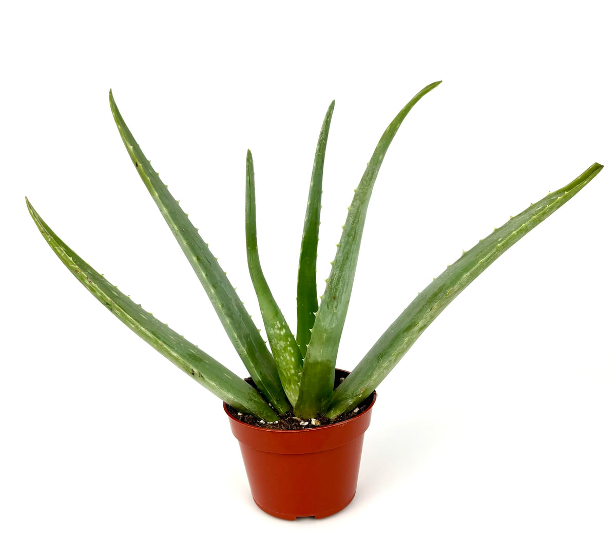 Live Aloe Vera Succulent Aloe Barbadensis Aloe 8"-12" Tall, 4" Pot