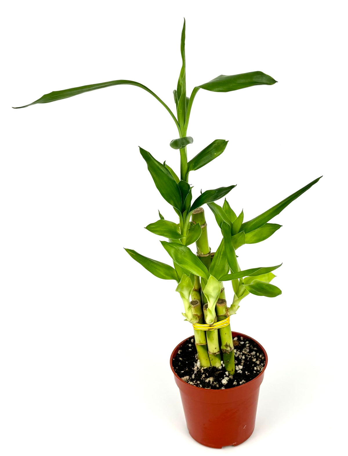 Lucky Bamboo 6 Stalks Good Luck and Wealth Houseplant Home and Office Decor, 4" Pot