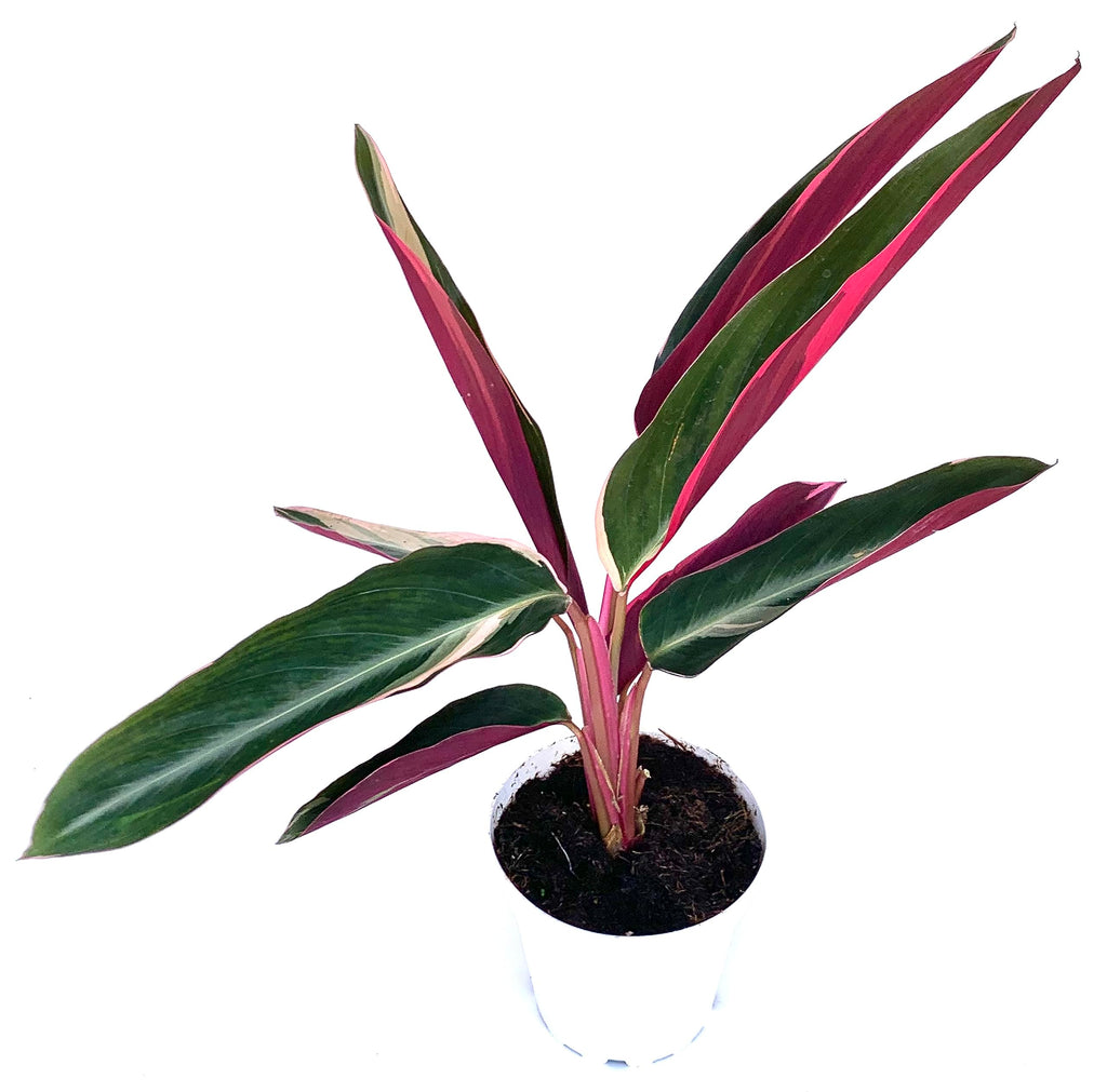 Potted plant with green and red leaves on a white background