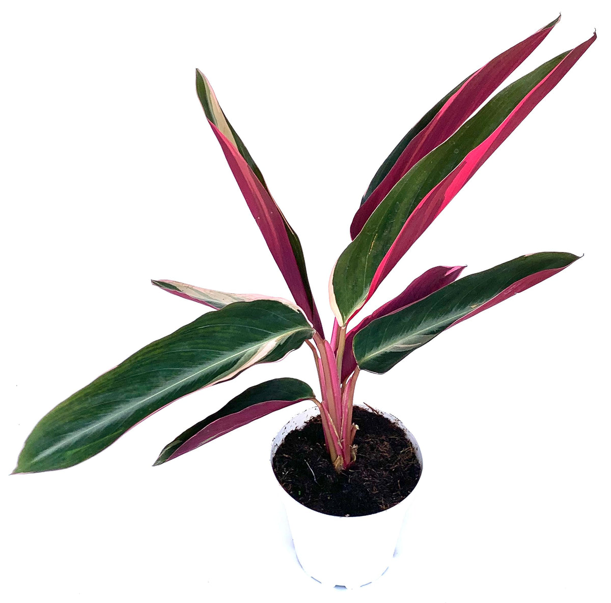 Potted plant with green and red leaves on a white background