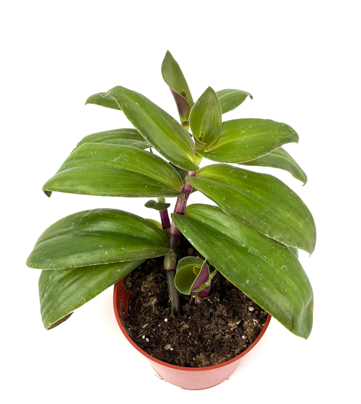 Tradescantia Green Nanouk Green and Purple Houseplants, 4" Pot