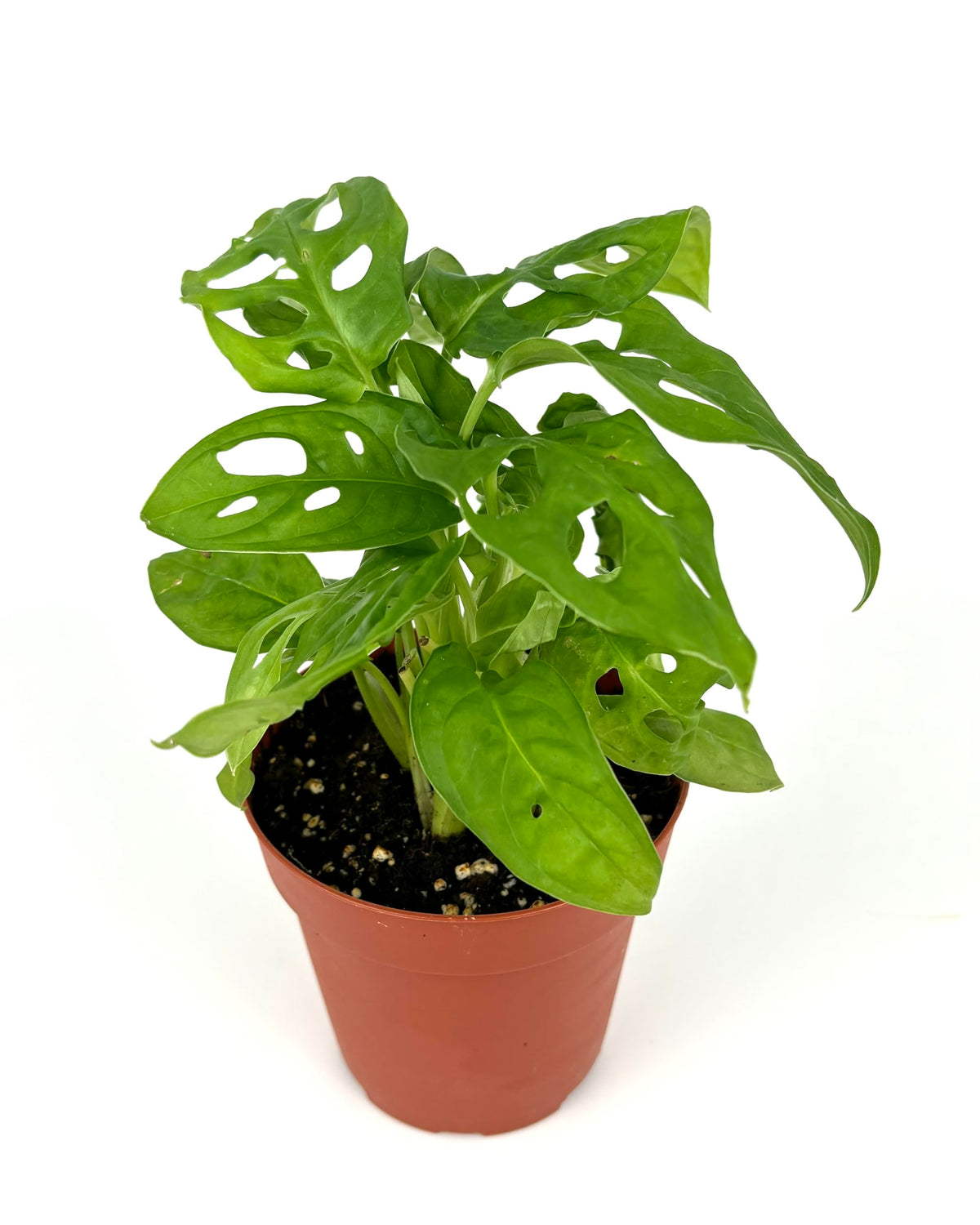 Potted plant with holey leaves on a white background