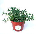 Potted String of Dolphins plant with a red pot on a white background
