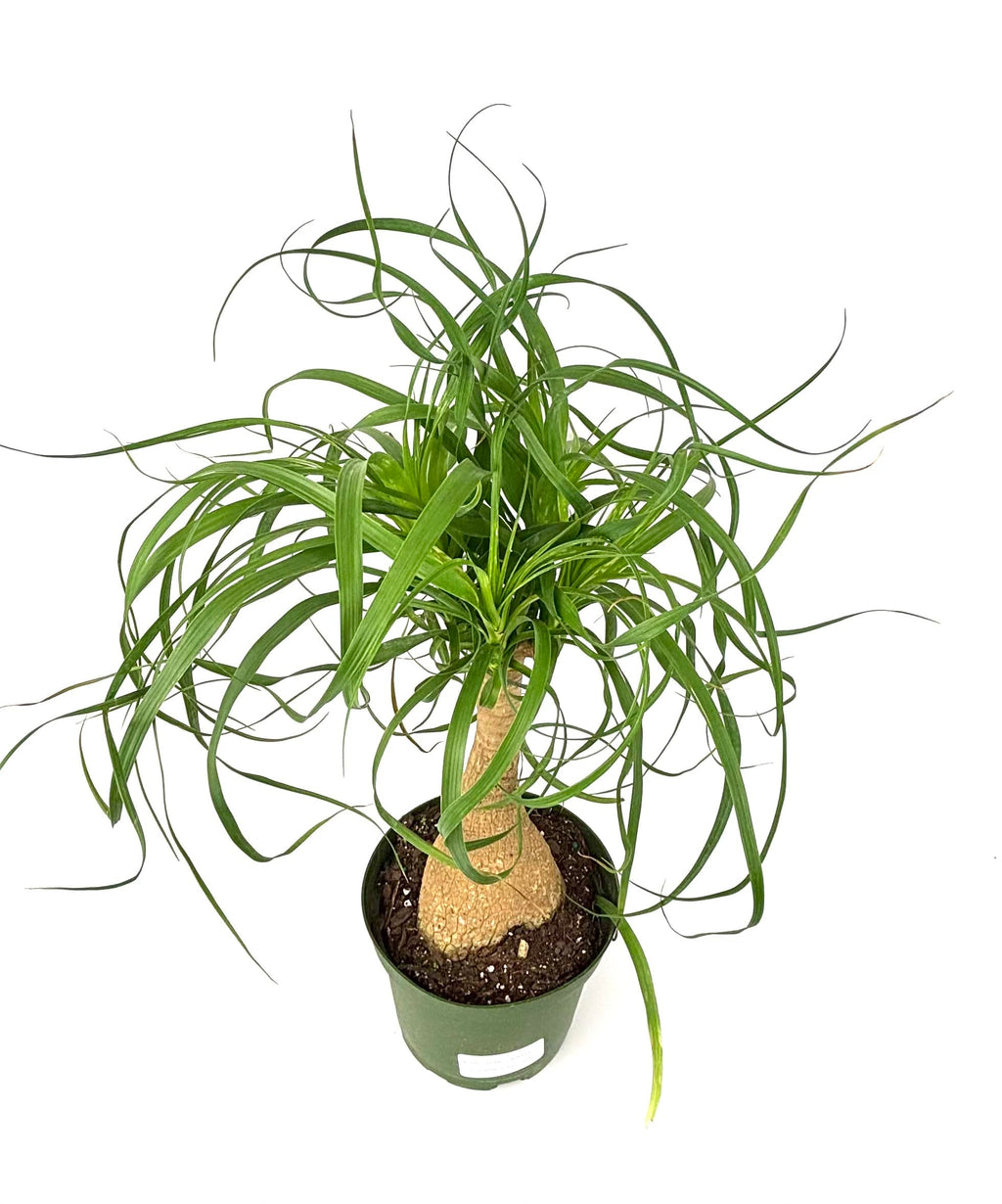 Potted ponytail palm plant on a white background