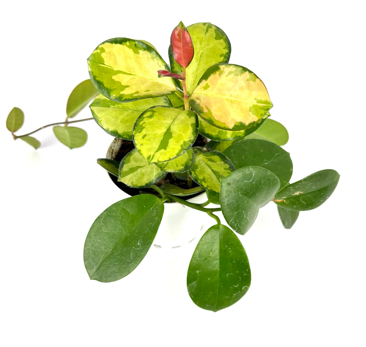 Hoya Lisa Variegated green and yellow potted plant on a white background