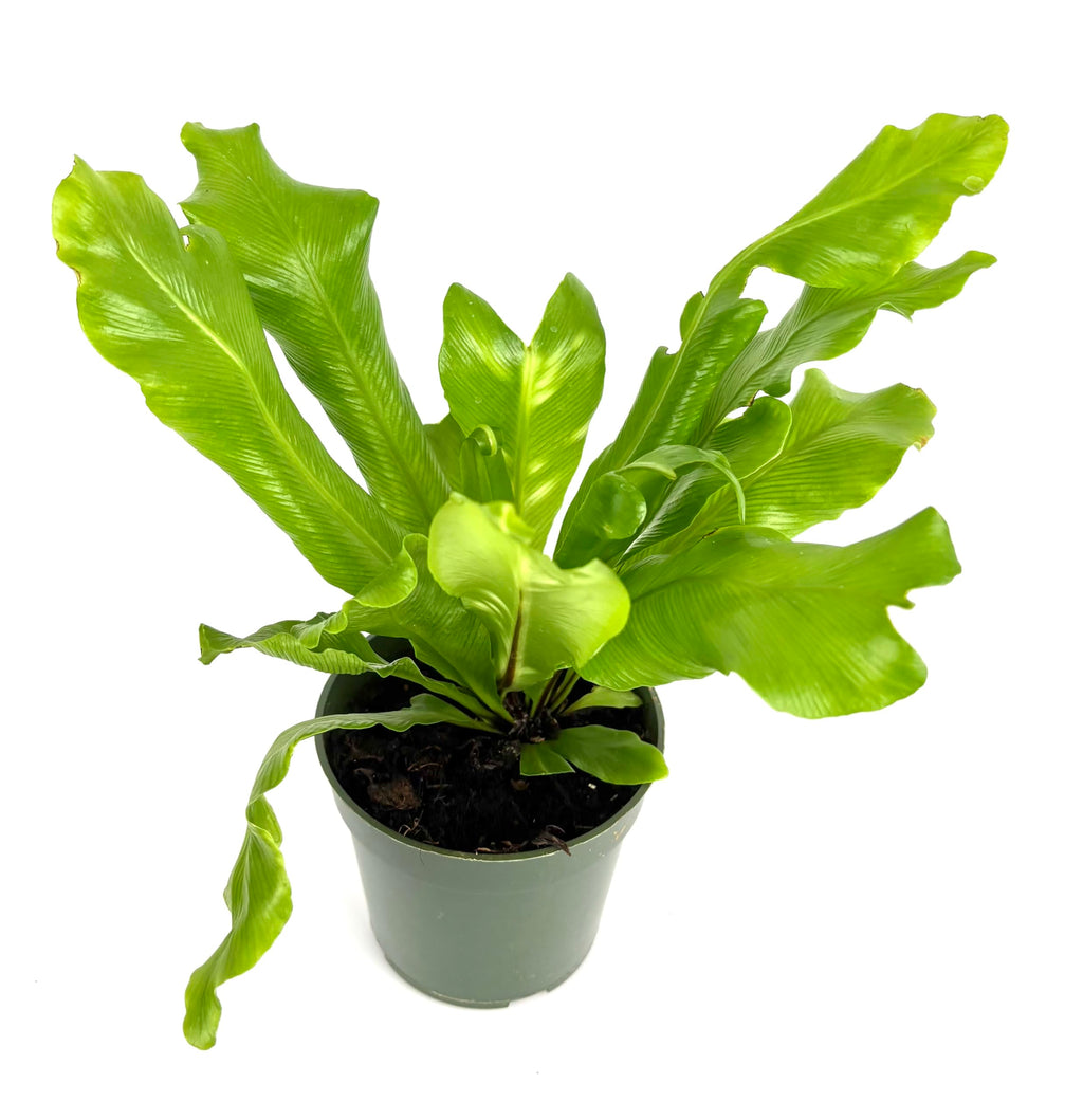 Potted green plant on a white background