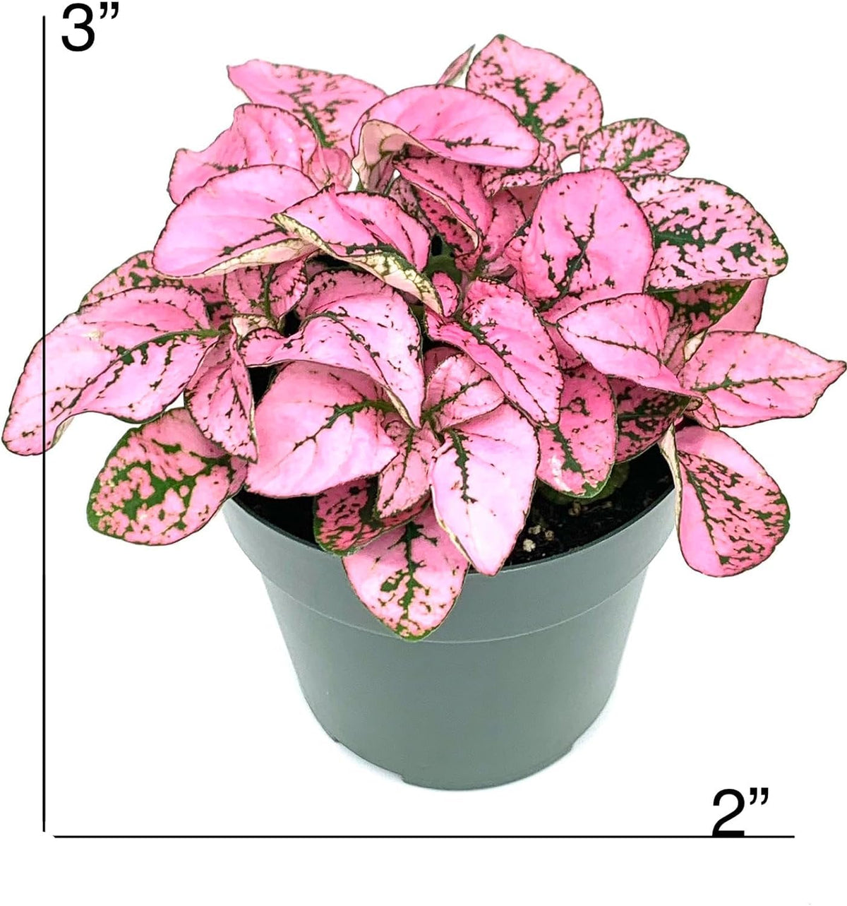 Potted plant with pink and green leaves, labeled with dimensions on a white background