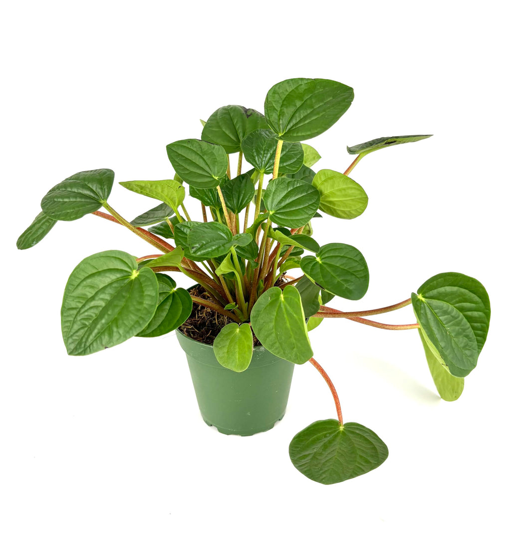 Potted peperomia plant on a white background