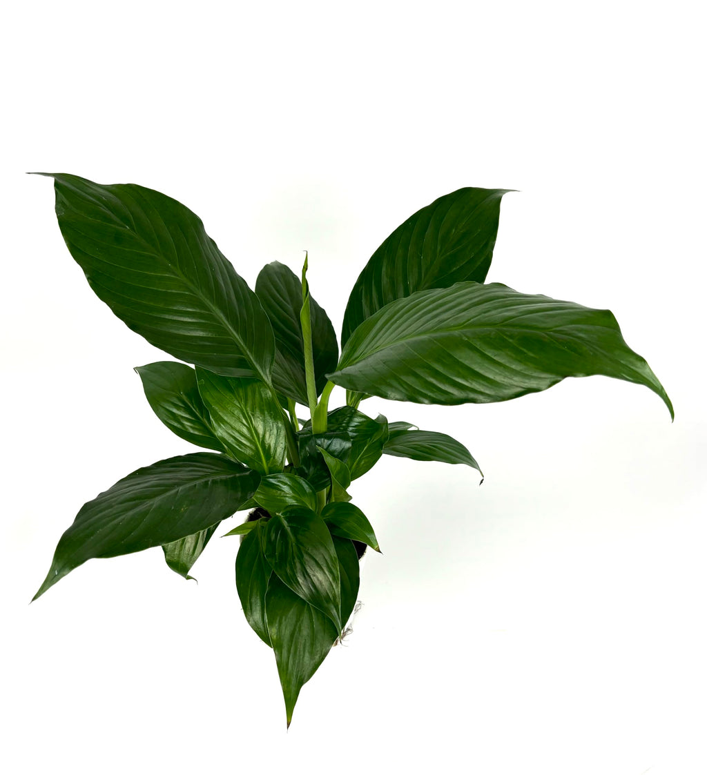 Green peace lily plant on a white background