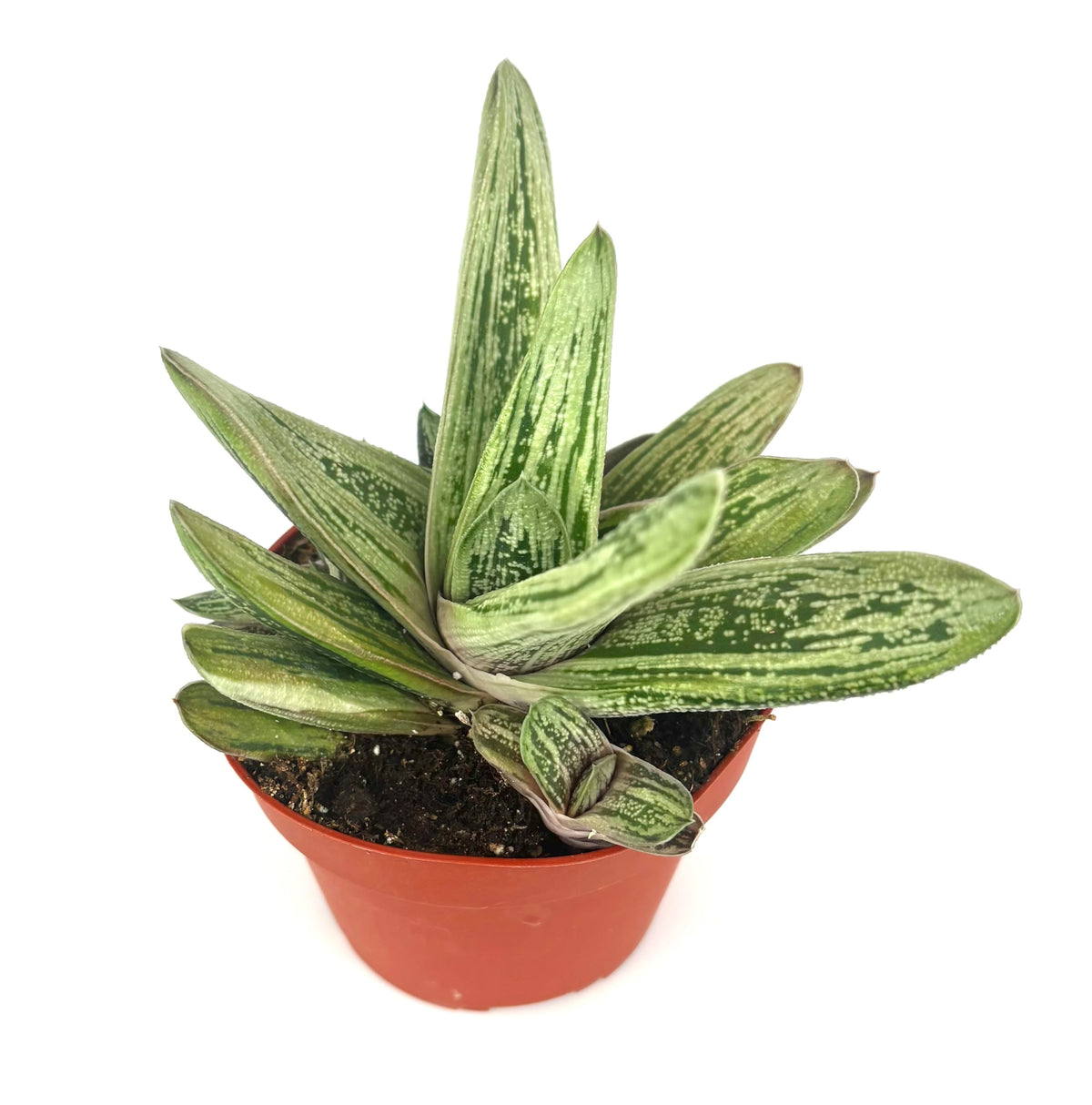 Gasteria Little Warty Ox Tongue Succulent, Green, 4" Pot, Low Maintenance Indoor Plant