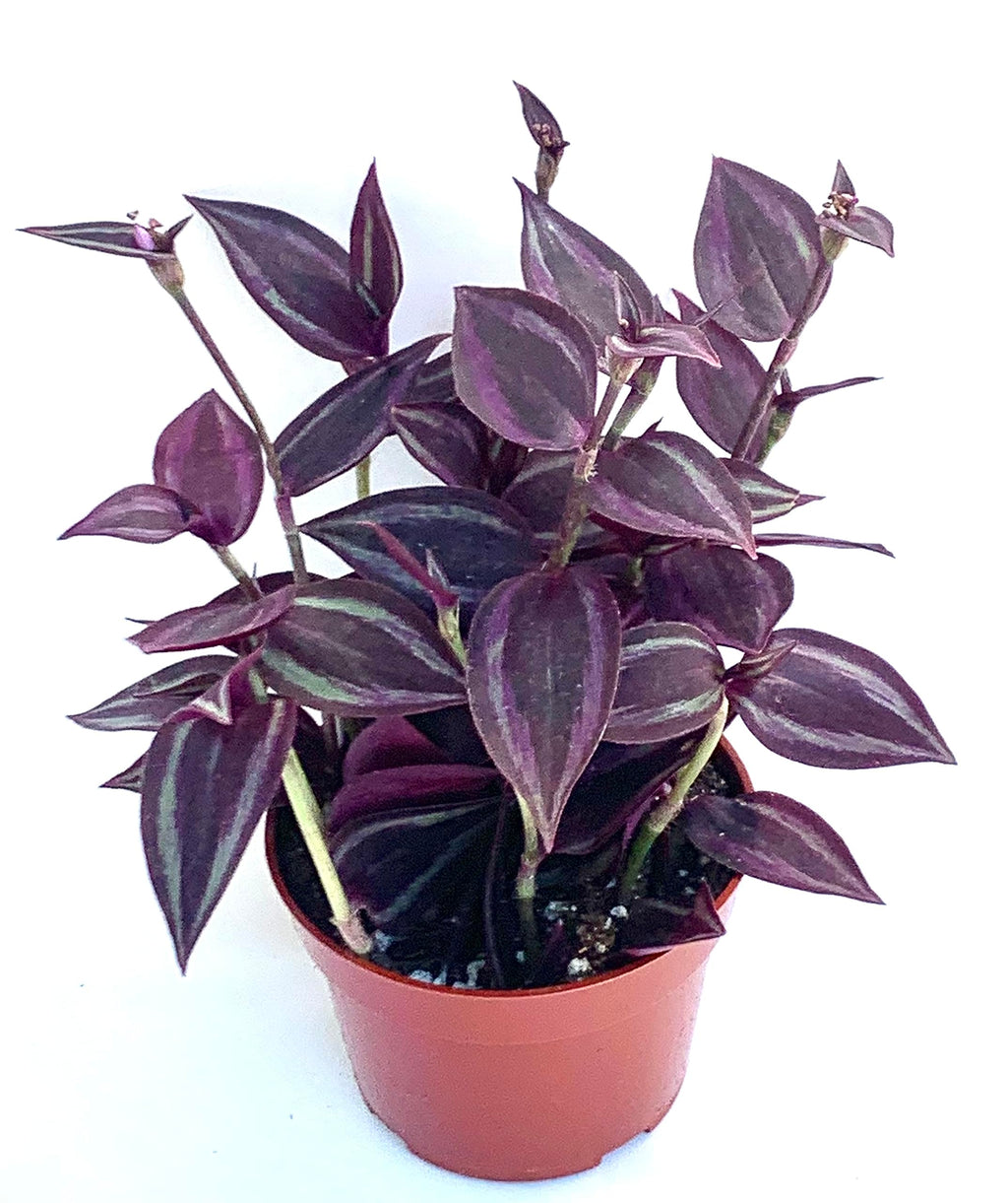 Potted plant with purple leaves on a white background