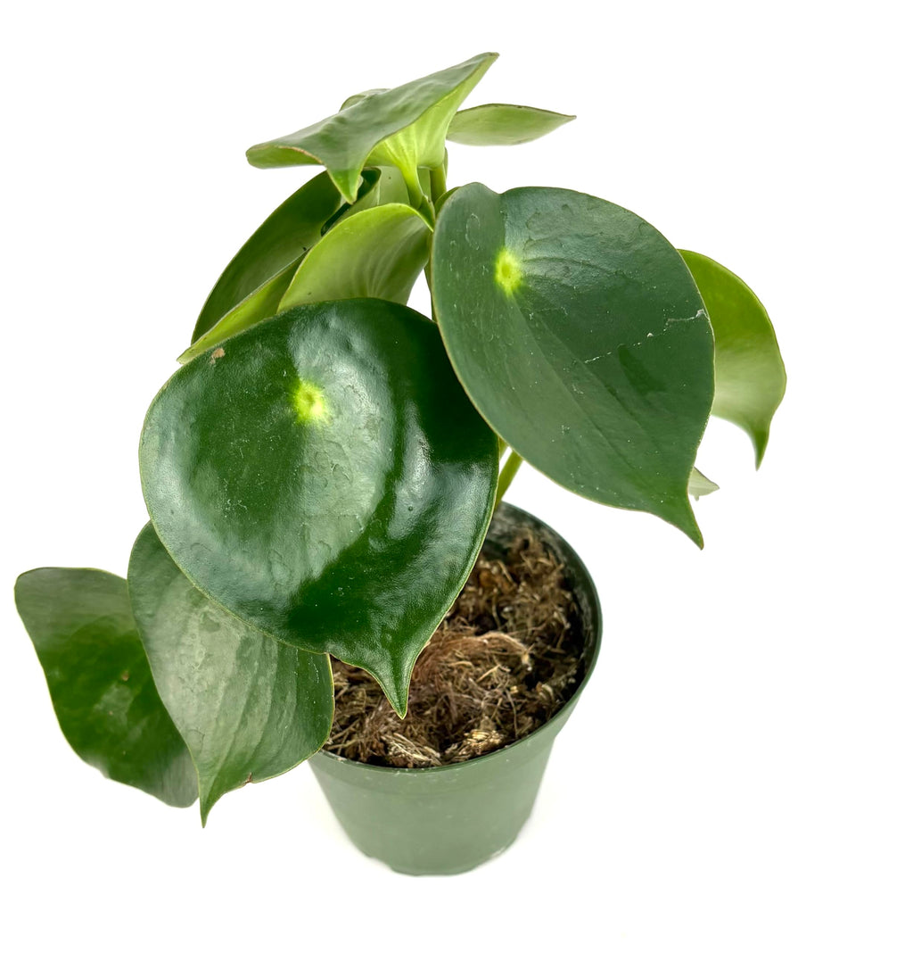 Potted plant with large green leaves on a white background