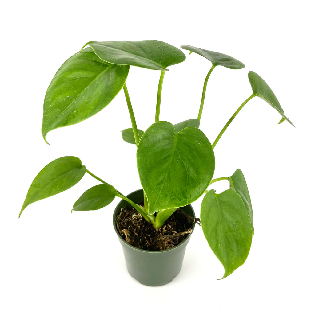 Potted monstera green plant on a white background