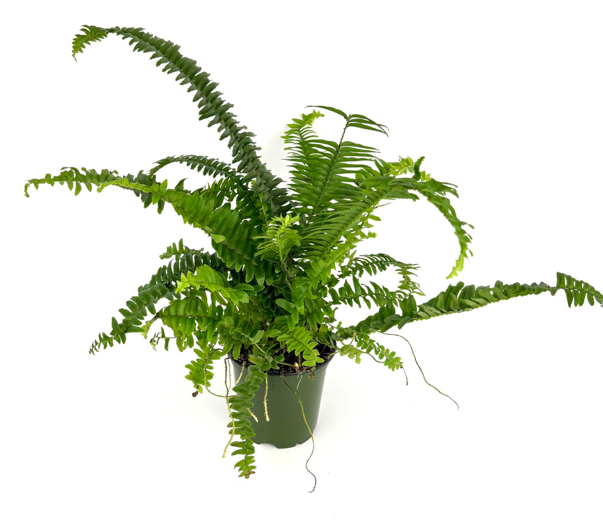 Potted fern plant on a white background