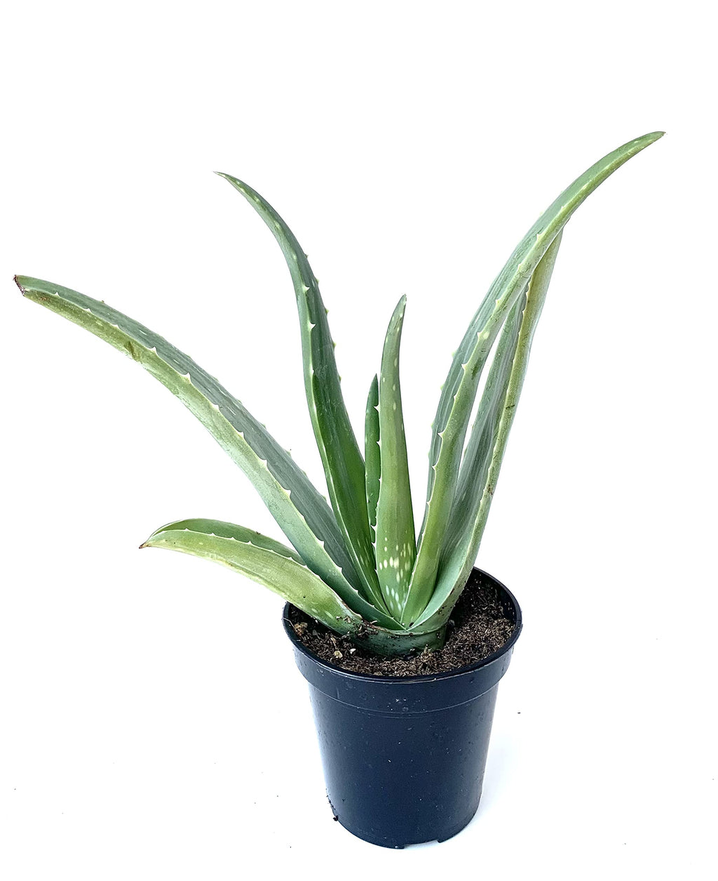 Live Aloe Vera Succulent Aloe Barbadensis Aloe 8"-12" Tall, 4" Pot