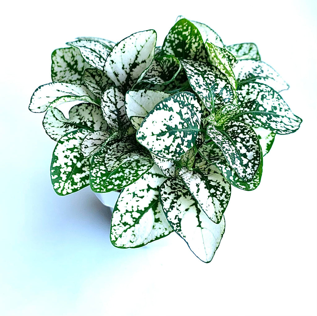 Hypoestes White Splash Green and white polka dot plant on a light blue background