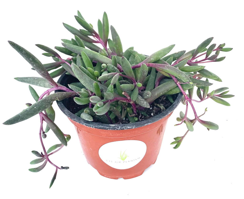 String of Pickles Succulents Ruby Beads Othonna Capensis Rooted in 4" Pot