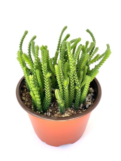Watch Chain Succulent Crassula Muscosa Live Potted Succulents Houseplants