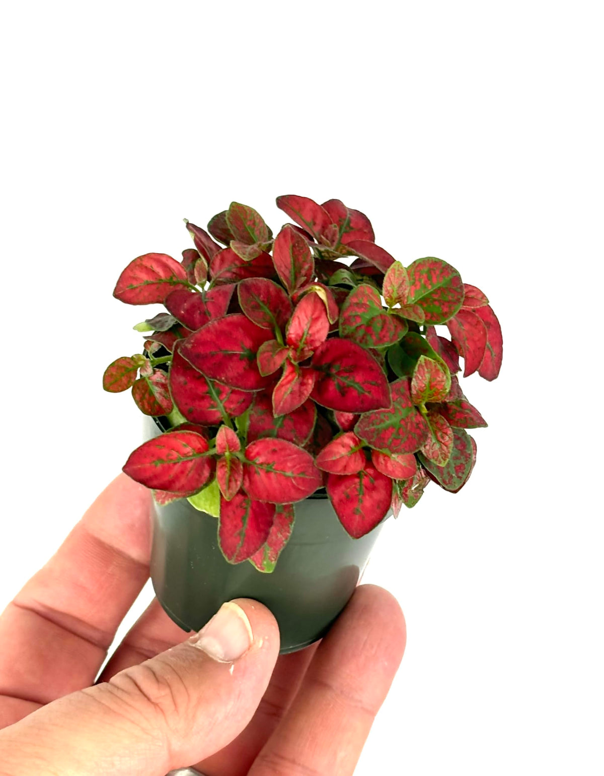 Small Hypoestes Red Splash potted plant with red and green leaves held in a hand against a white background
