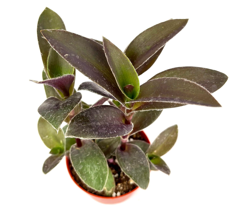 Potted tradescantia pale puma plant with green and purple leaves on a white background