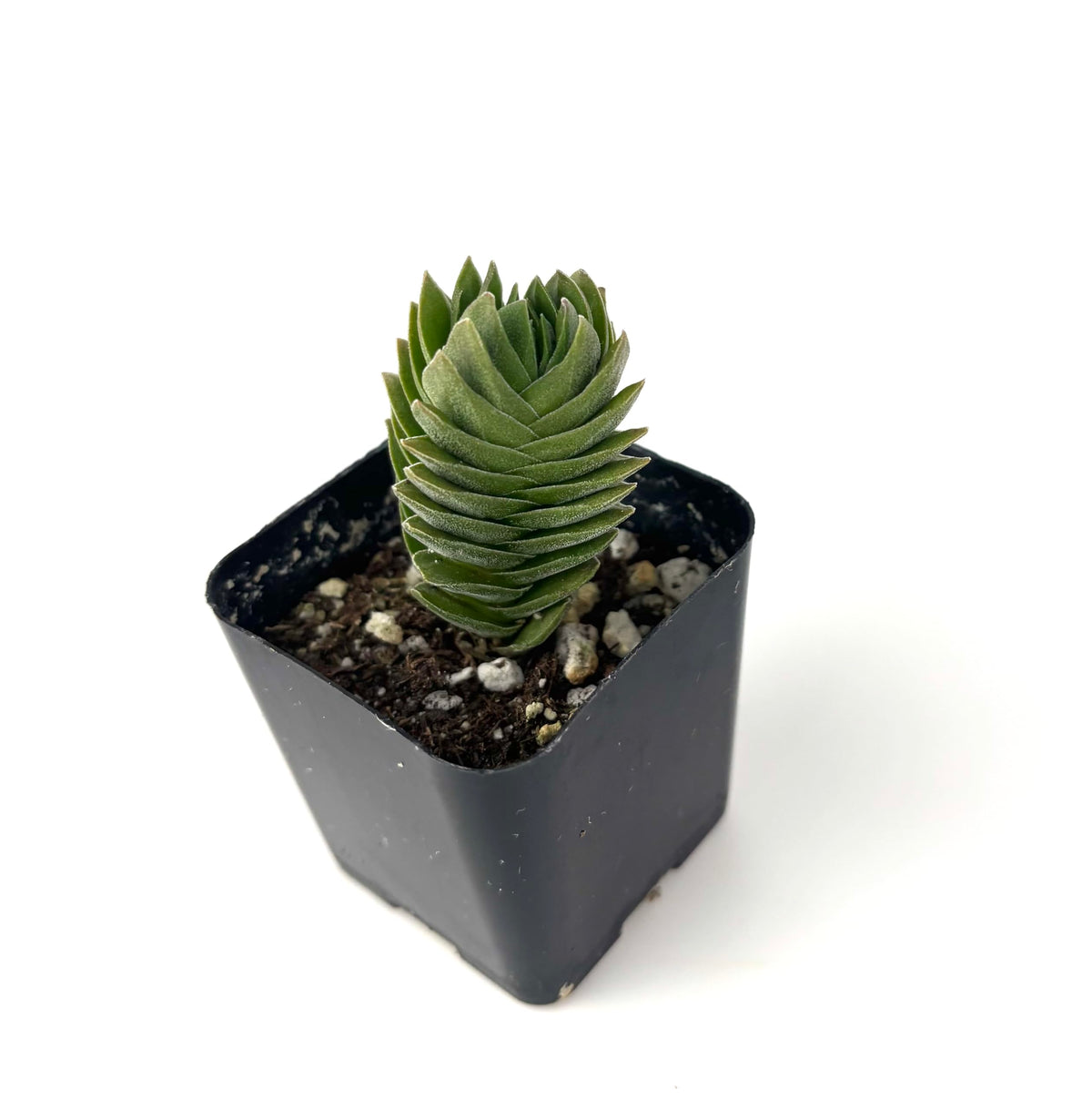 Small green succulent plant in a black pot on a white background