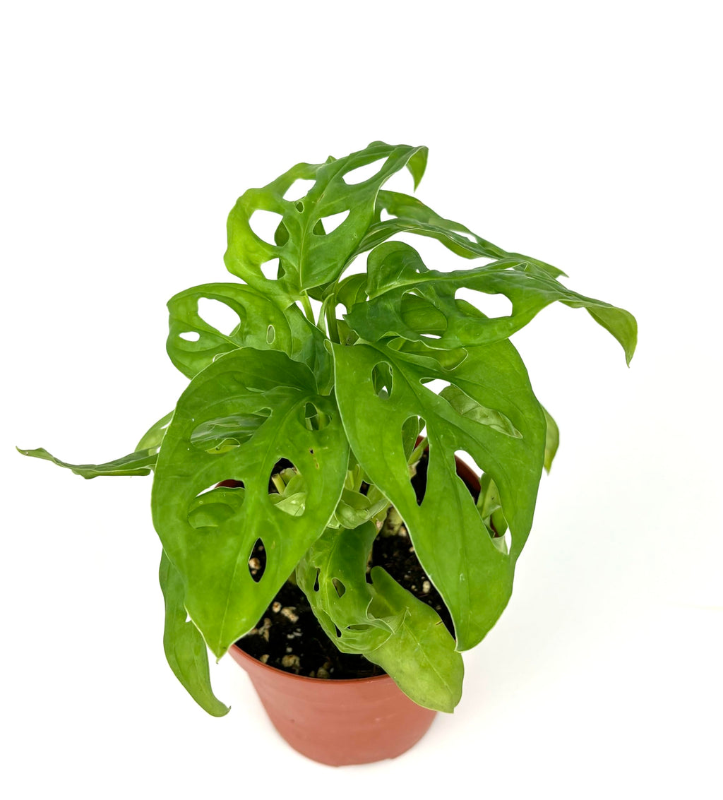 Potted green swiss cheese plant with large leaves on a white background