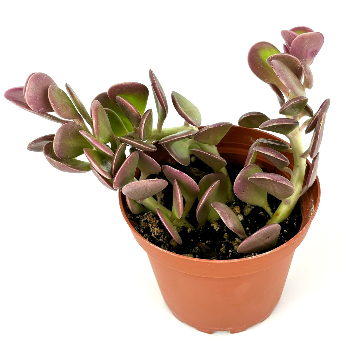 Potted trailing jade succulent plant with purple leaves on a white background