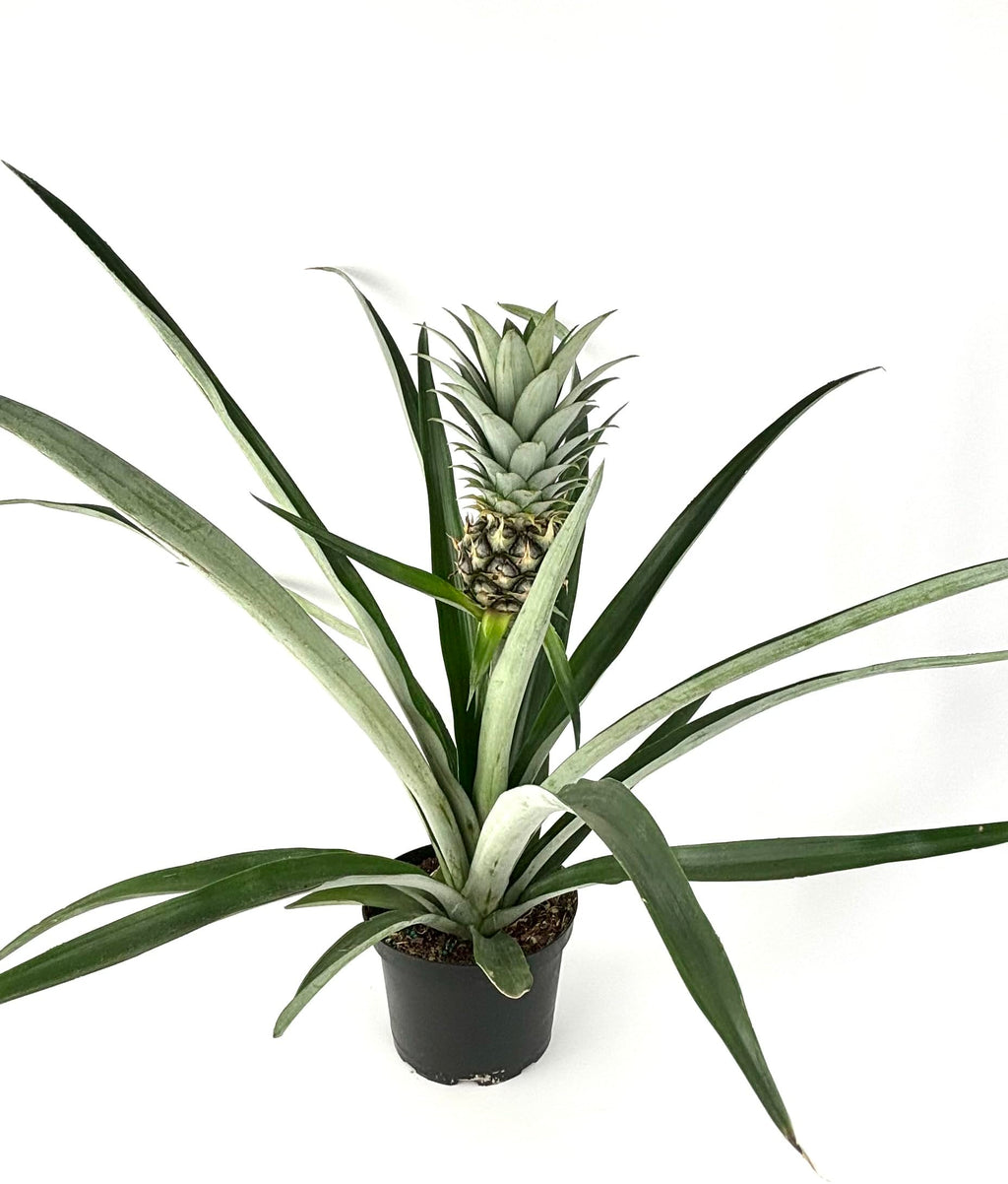 Potted pineapple plant on a white background
