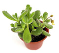 Bear Claws Succulent Cotyledon Tomentosa, Live Plant, 4" Pot, Green Fuzzy Leaves