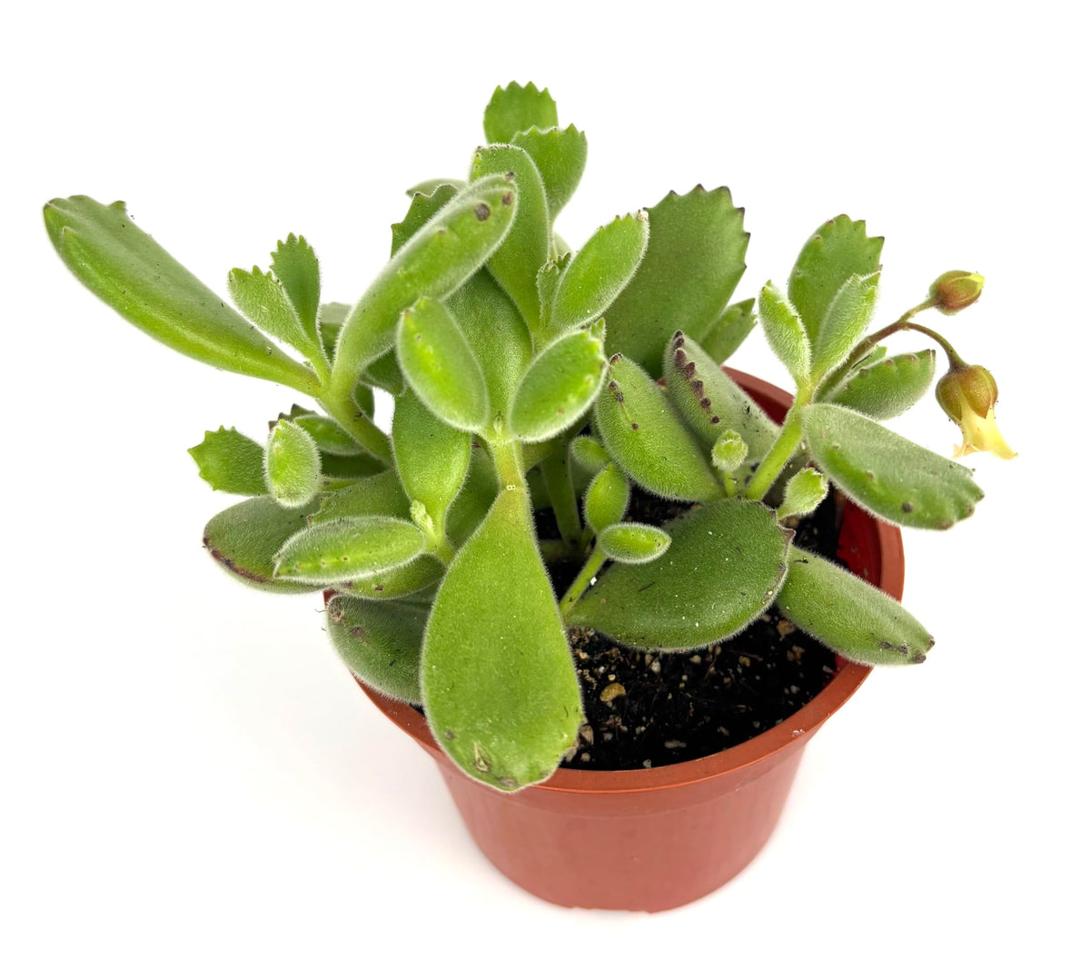 Bear Claws Succulent Cotyledon Tomentosa, Live Plant, 4" Pot, Green Fuzzy Leaves