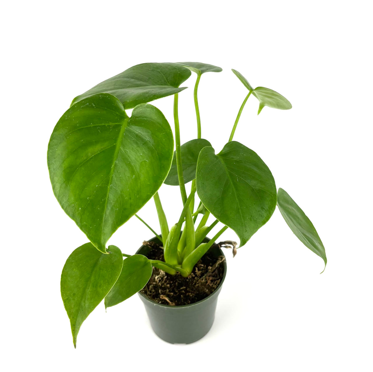 Potted green plant on a white background