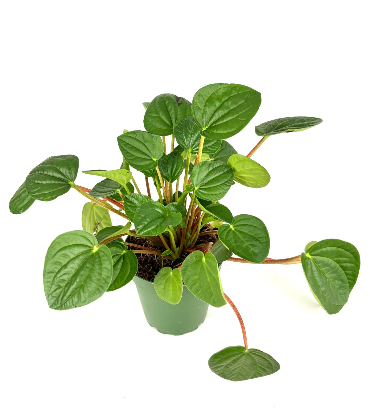 Potted green plant on a white background