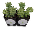 Image 2: Two Donkey Tail sedum plants with plump green leaves in black square nursery pots
