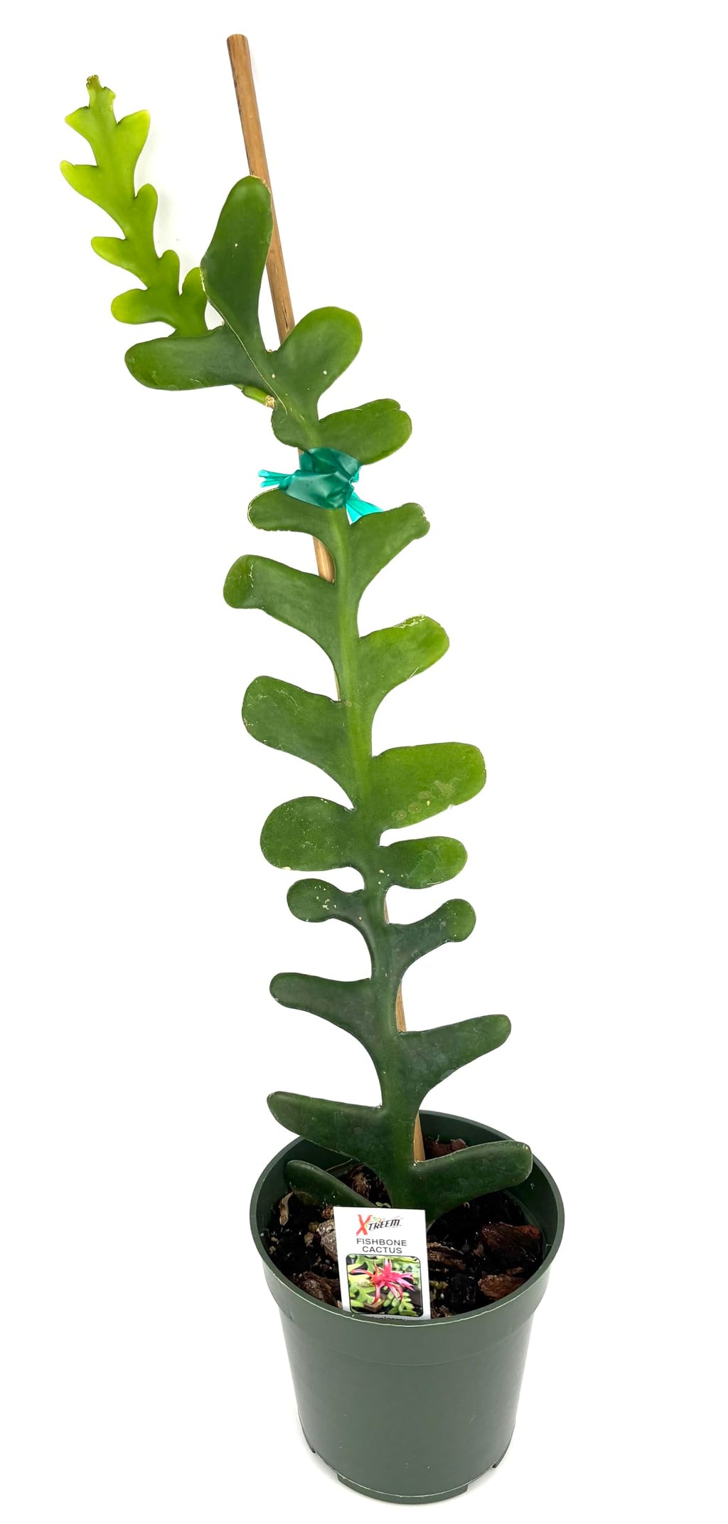 Potted succulent plant with a white background