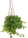 Hanging green creeping fig plant with red hanging basket on a white background