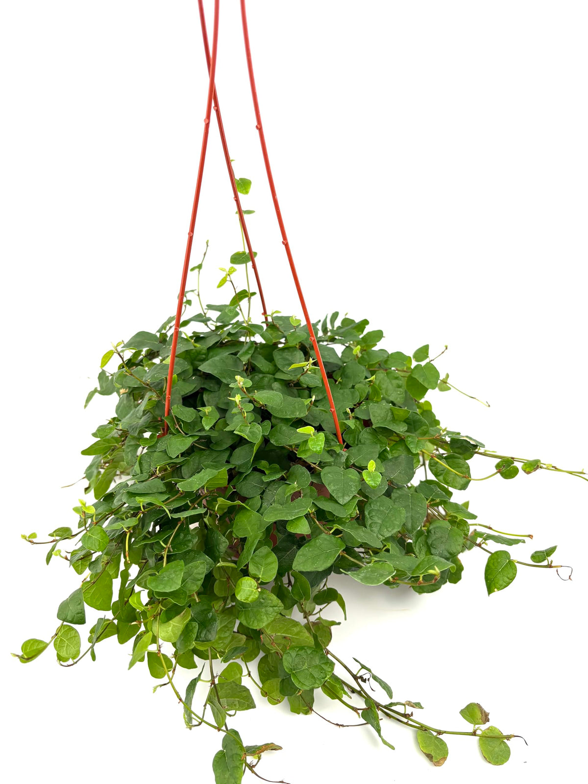 Hanging green creeping fig plant with red hanging basket on a white background