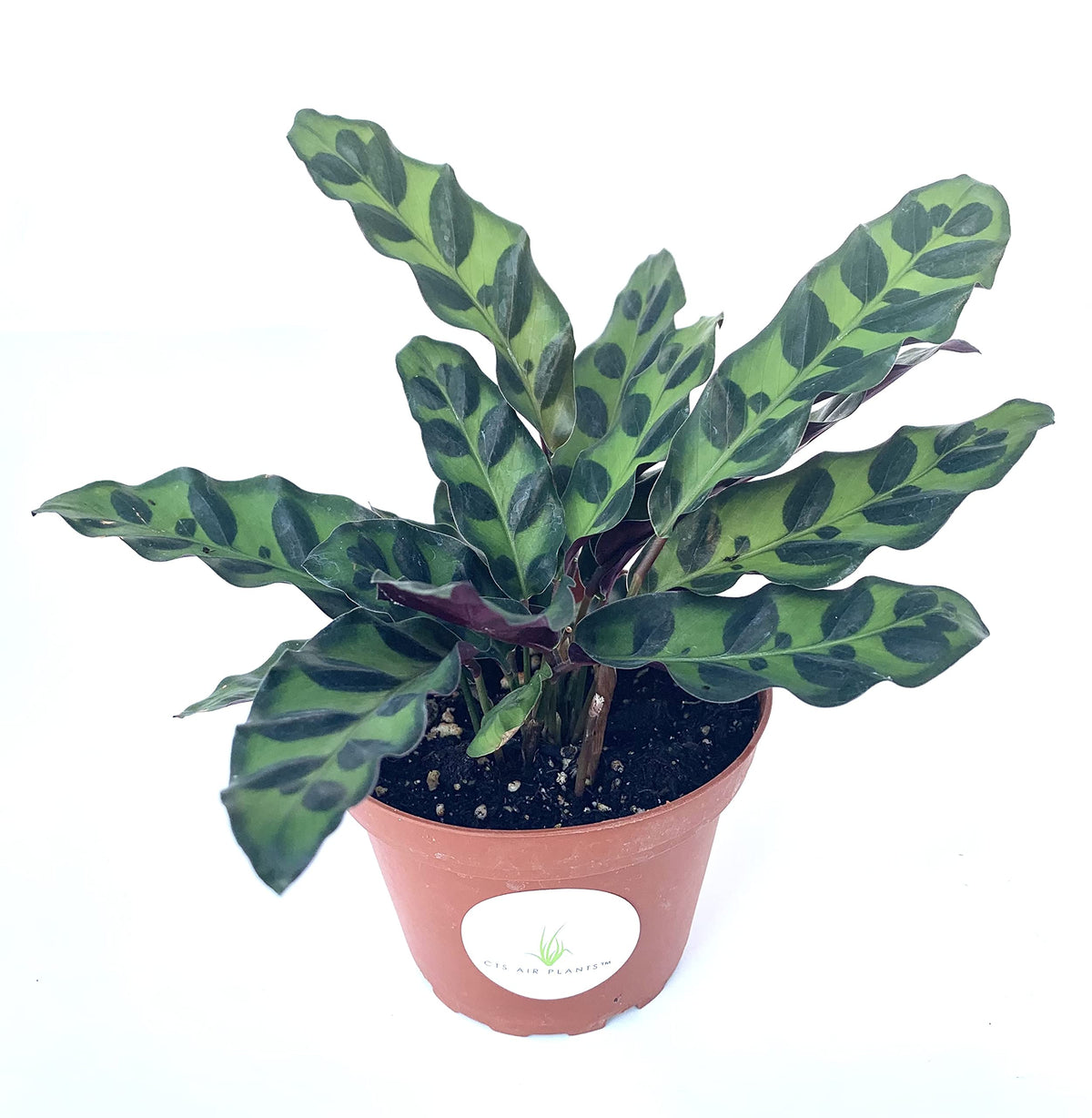 Potted plant with green leaves on a white background