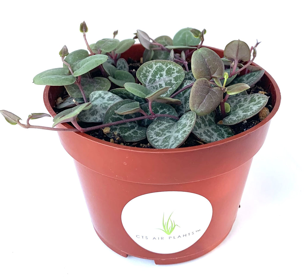 String of Hearts Succulents Ceropegia Woodii