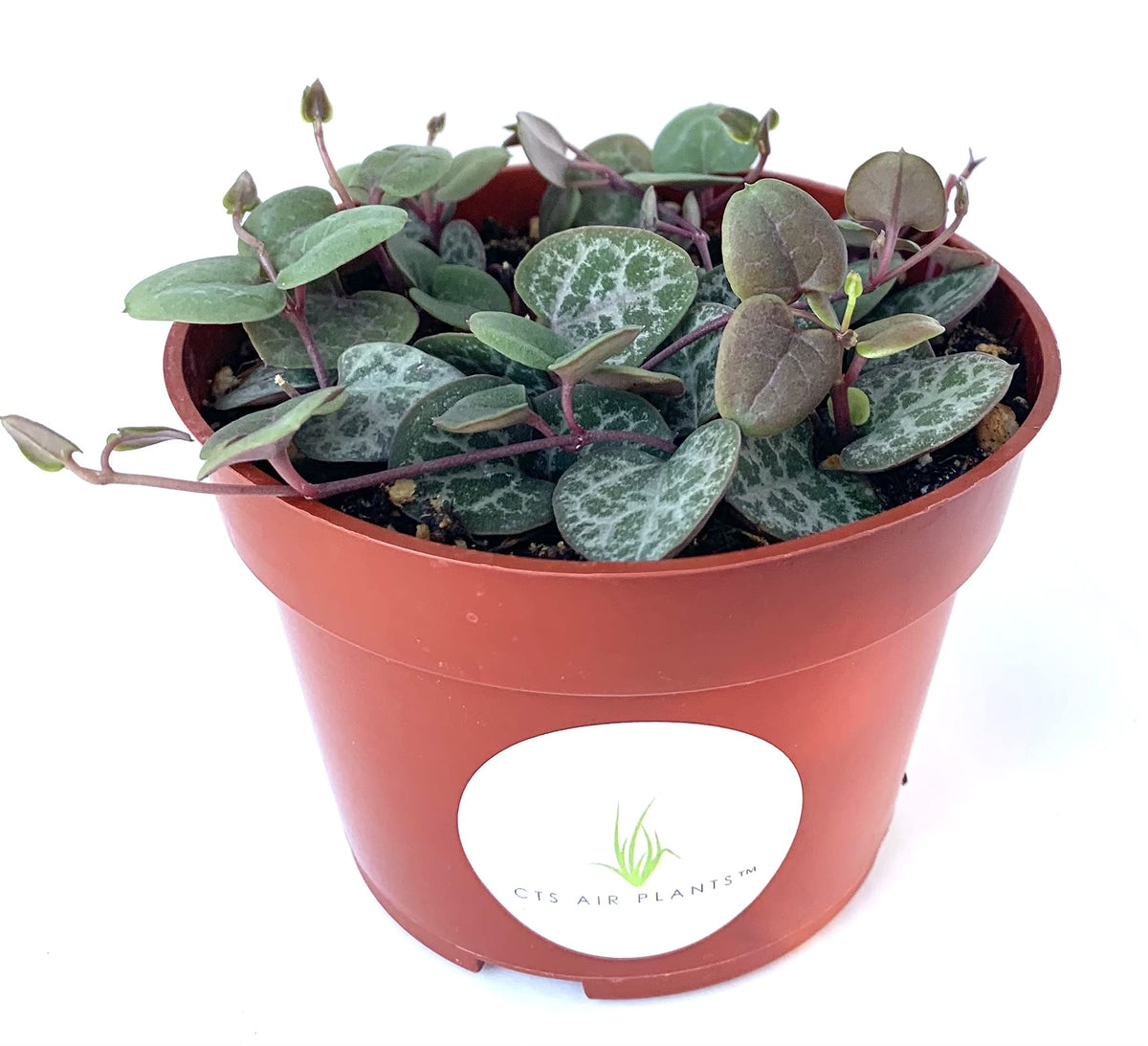 String of Hearts Succulents Ceropegia Woodii