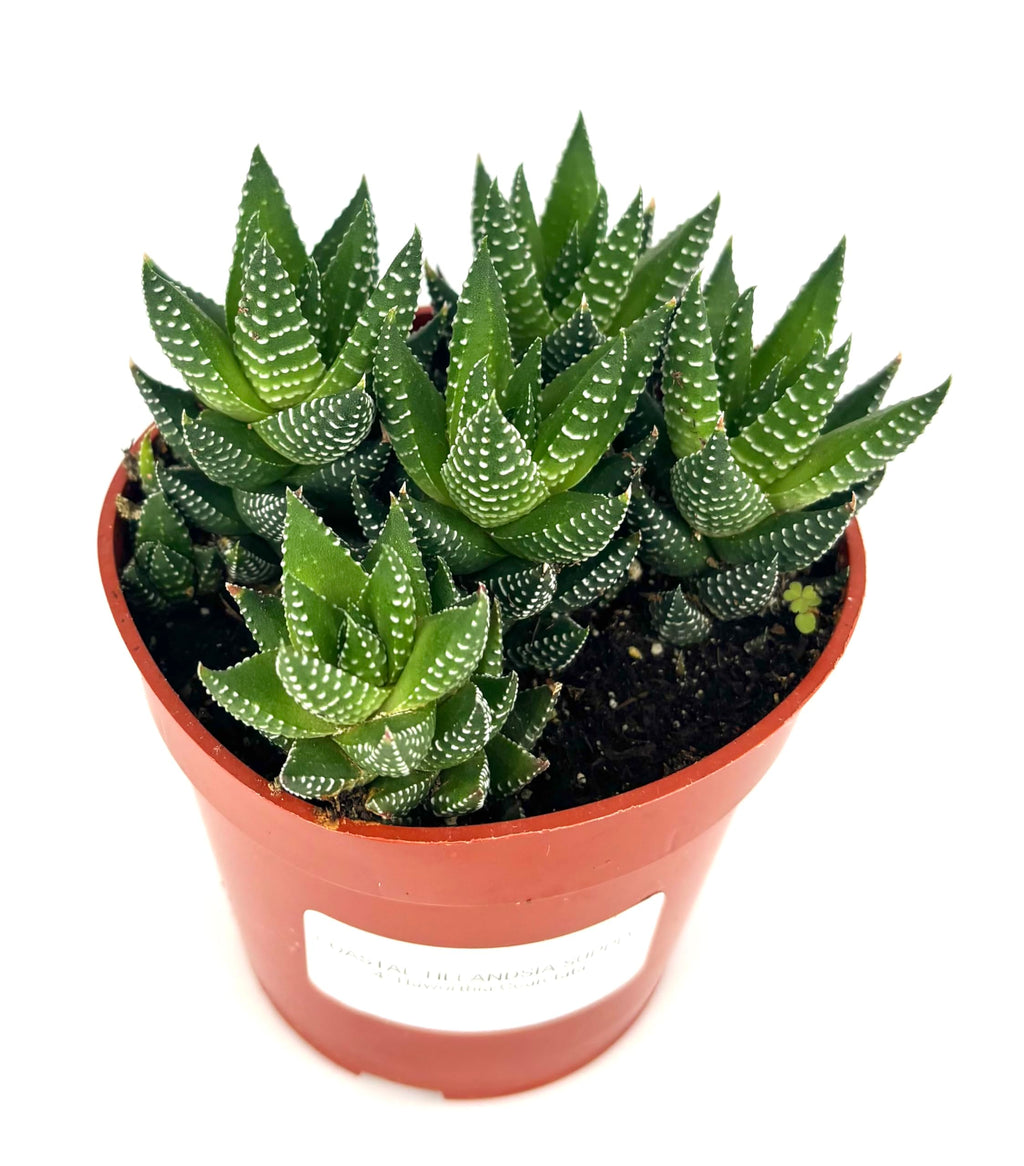 Haworthia Coarctata Succulent, 4" Pot, Green and White Rosettes, Low Maintenance Live Plant