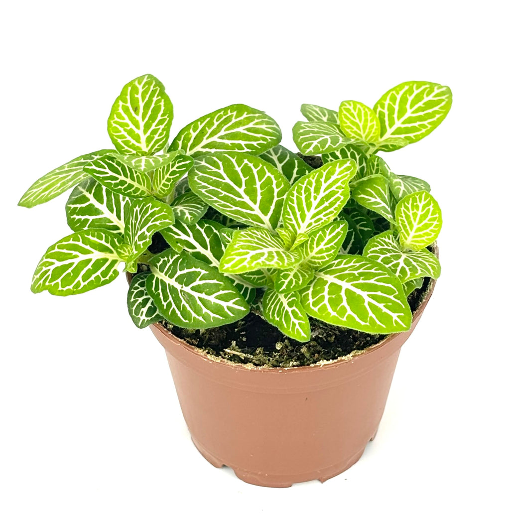 Potted jolly lemon nerve plant with green and white leaves on a white background