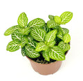 Potted fittonia jolly lemon plant with green leaves and white veins on a white background