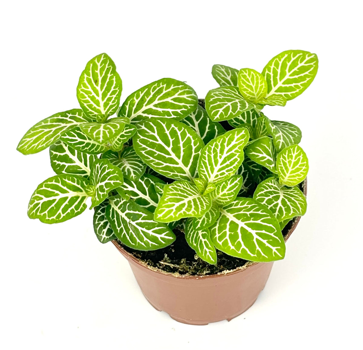 Potted fittonia jolly lemon plant with green leaves and white veins on a white background