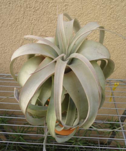 Large air plant with twisted leaves against a beige wall.