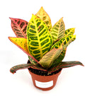 Croton Petra Indoor Houseplant, Air Purifying, 4 Inch Pot, Variegated Colorful Leaves