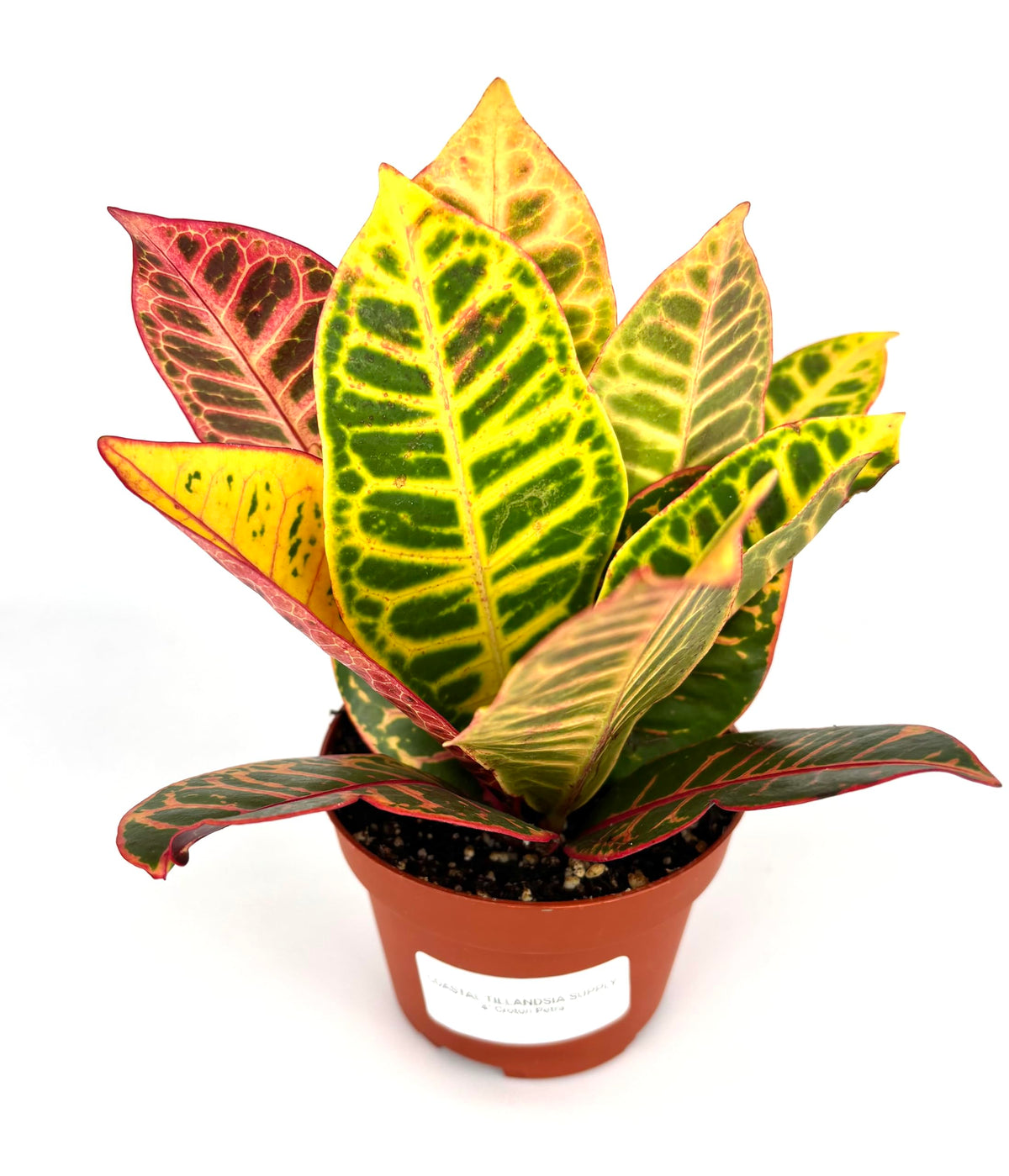 Croton Petra Indoor Houseplant, Air Purifying, 4 Inch Pot, Variegated Colorful Leaves