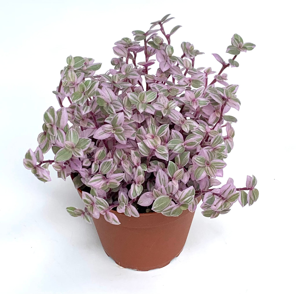 Potted tradescantia plant with purple and green leaves on a white background