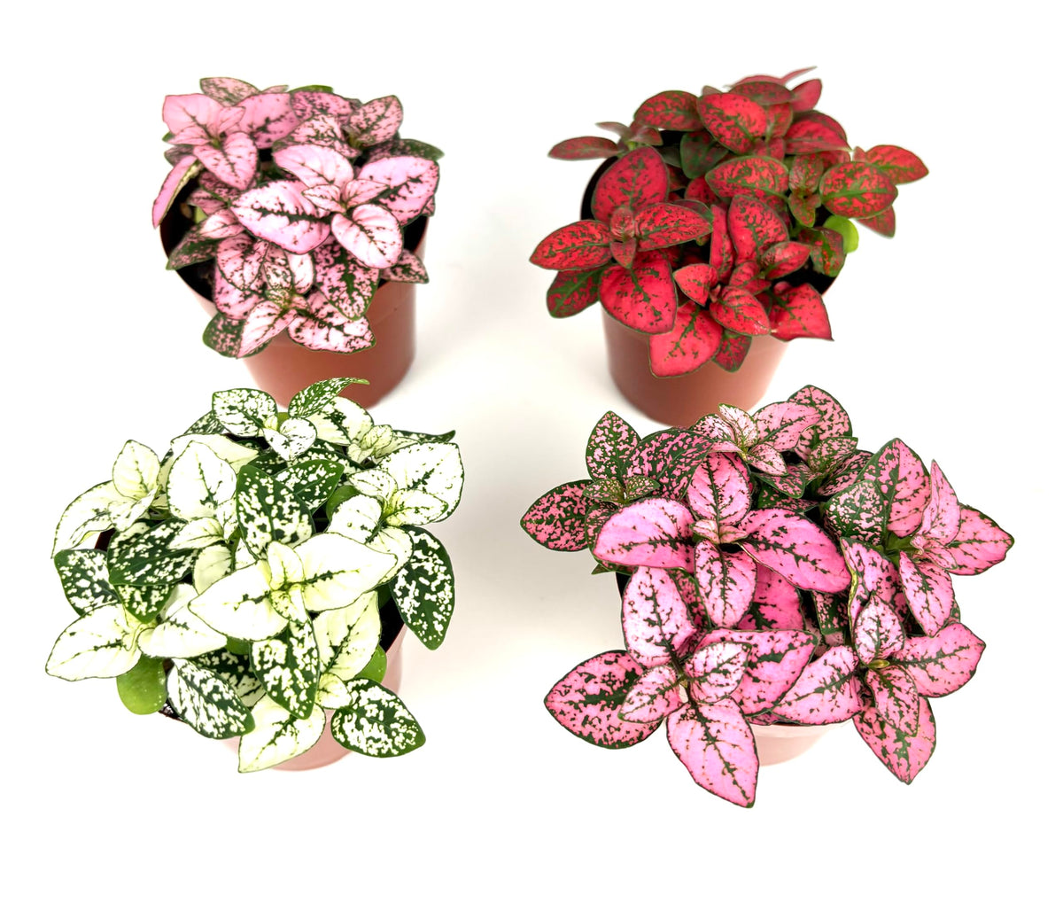 Four potted Hypoestes Splash plants with variegated leaves on a white background