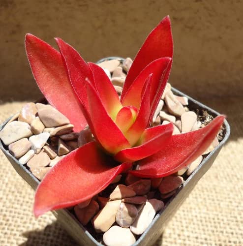 Red Campfire Crassula succulent plant in a pot with pebbles on a textured surface